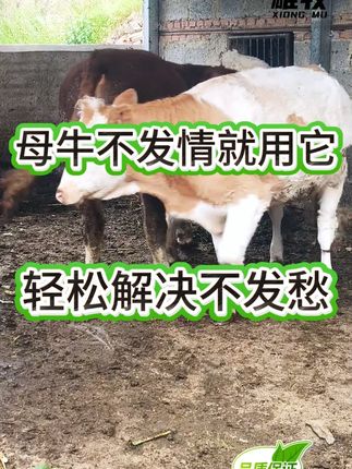 #养牛 #养牛人 #养牛技术 #繁殖母牛 #养殖
