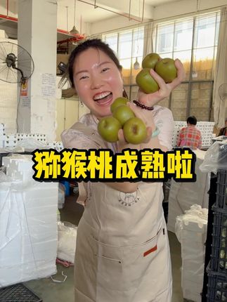 大家都期待已久的红心猕猴桃终于成熟啦!#好物推荐🔥 #优质农产品 #新鲜采摘 #猕猴桃 #红心猕猴桃