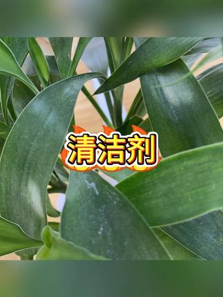 清洁剂 #地板清洁 #留香除味 #居家清洁 #清洁剂 #清洁