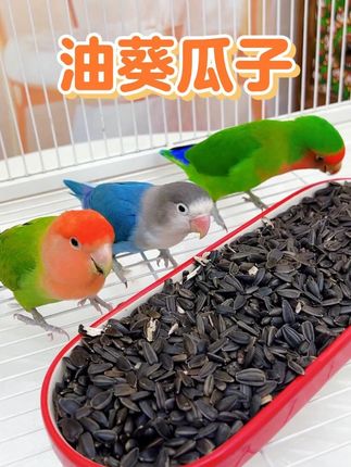 给鹦鹉一个油葵瓜子吃吧,给鹦鹉解解闷!#鹦鹉零食 #油葵瓜子 @DOU+上热门