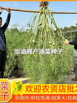 华油567优质油菜种强分枝抗性强#华油567 #油菜种子 #油菜种植 #油菜 #黄籽油菜种 @小店随心推 @巨量千川 @DOU+上热门