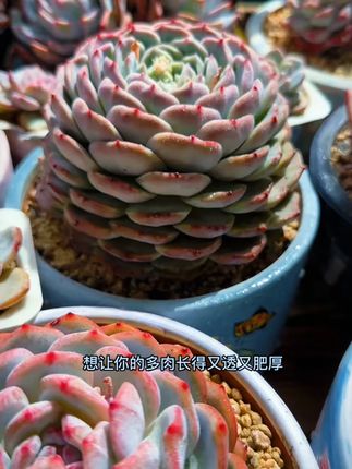 萌芽熊【多肉专用土】颗粒土种植栽培通用泥炭植物土壤铺面石纯颗粒#萌芽熊多肉土 #多肉专用土 #颗粒土 #植物栽培 #养花好物