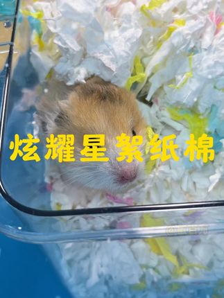 天气降温纸棉少不了! #仓鼠垫料 #金丝熊 #纸棉垫料 #新手养鼠指南 #仓鼠用品