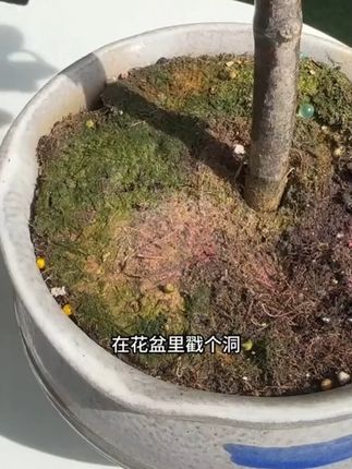 家里的绿植枯黄不开花掉叶赶紧用这个新一代绿植缓释营养片 #种植小技巧 #养花 #花肥