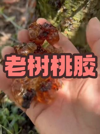 湖北农家采摘老树颗粒桃胶125g/250g/500g/100 #桃胶 #老树桃胶 #口感非常好 #好吃不贵经济实惠 #吃了还想吃