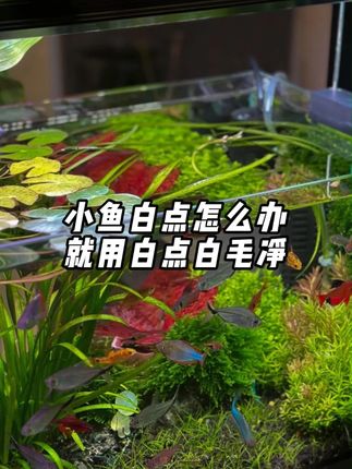 养鱼的朋友注意了,快看看你家鱼身上,要是冒出小米粒大小的小白点,可得多留心眼。赶紧用上这个白点净 #养鱼我是认真的   #养鱼小知识   #白点净