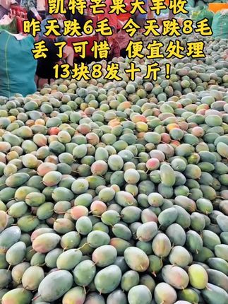 凯特芒大丰收了,每一个都是个大饱满,汁水丰富 #新鲜采摘 #凯特芒果 #芒果