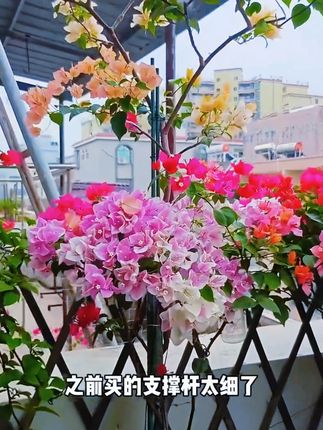 【苏塑】三角梅高飘支撑杆月季爬藤架子花架绿植物防倒伏花卉支撑 【苏塑】三角梅高飘支撑杆月季爬藤架子花架绿植物防倒伏花卉支撑架