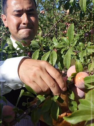 【顺丰现货】新疆恐龙蛋当季新鲜水果杏李子酸甜多汁礼盒装TH#李子 #李子熟了 #酸甜多汁 #快来一起尝个鲜 #新鲜应季水果