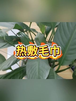 热敷毛巾 #美容神器 #蒸脸面膜 #白色毛巾