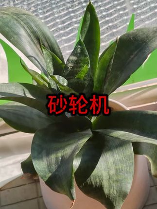 迷你台式砂轮机家用磨刀机粗细砂轮电机抛光电动除锈打磨调速磨机 #砂轮机 #磨刀机 #打磨机