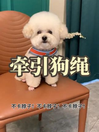 #马鞍式胸背带#舒适透气#养宠神器#科学养宠攻略
