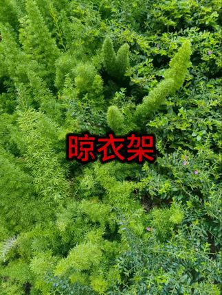 #免安装晾衣架 #折叠晒被 #阳台神器