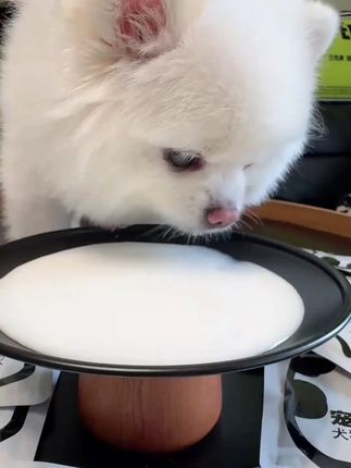 这么热的天赶紧给猫猫狗狗来点酸奶,开胃又营养#萌宠好物 #宠物酸奶 #养猫新手 #猫零食