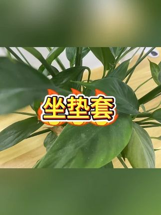 电动车防水坐垫  #电动车配件  #四季通用  #防晒设计  #卡通图案  #骑行必备