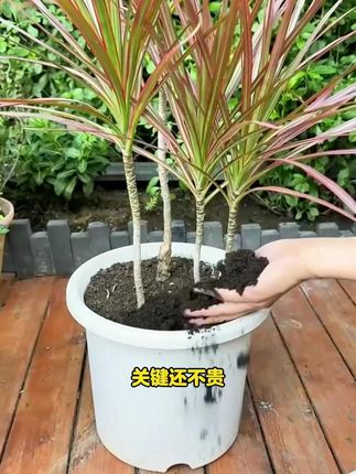 养花种菜好帮手,肥力大不烧苗,同时还能改良疏松土壤#羊粪有机肥#分享生活小技巧#羊粪#内蒙古羊粪有机肥