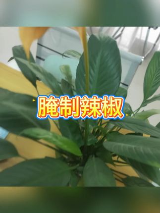 东北泡椒特辣腌制辣椒  #下饭小菜  #自制咸菜  #美食DIY