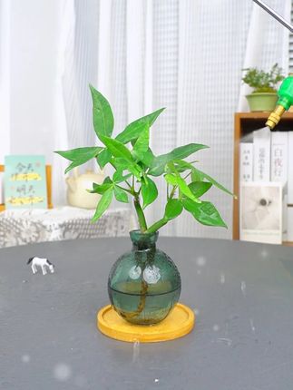 来看看我这盆发财树 绿意盎然的太好看了,给自己摆一盆心情都愉悦了#发财树 #室内绿植 #爱生活爱养花 #我的花花草草🌸🌸