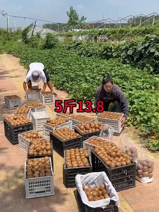#猕猴桃 #徐香 #翠香 #奇异黒 #新鲜应季水果