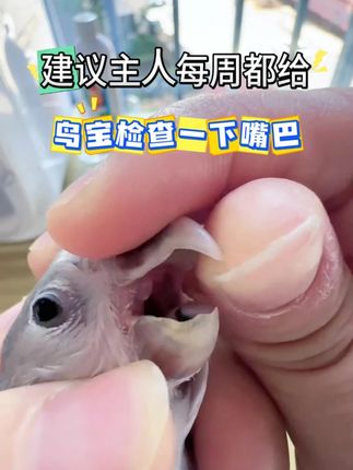 检查鹦鹉嘴巴!发现“小白点”可就危险了! #萌宠出道计划 #鹦鹉念珠菌 #养鸟经验分享 #科学养宠攻略 #鹦鹉