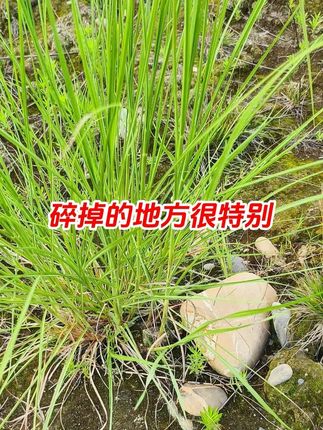碎掉的地方很特别 碎掉的地方很特别#捡石头 #户外捡石头 #观赏石 #画面石 #奇石