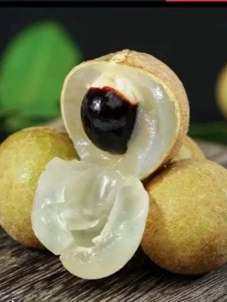 四季龙眼苗,果子大果肉清甜,四季开花结果 四季龙眼苗,果大核小肉厚,一年能接两季果子,家里院子种一棵,冬天以能吃到新鲜的龙眼#四季龙眼 #果树苗 #龙眼树苗
