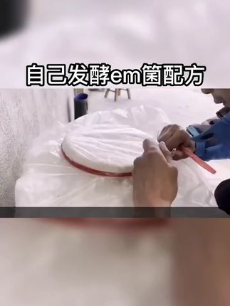 自己发酵em菌菌液-#水产养殖 #对虾养殖 #南美白对虾 #乳酸菌