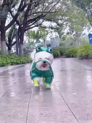 狗狗雨衣金毛衣服哈士奇法斗巴哥拉布泰迪猫咪四脚雨衣宠物用品#狗狗雨衣 #宠物用品 #四脚雨衣 #金毛衣服 #宠物
