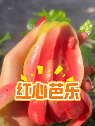 软软糯糯,可可爱爱,神仙水果 又到吃芭乐的季节了,口感堪比冰淇淋#应季水果#芭乐#红心芭乐#真甜真好吃#水果