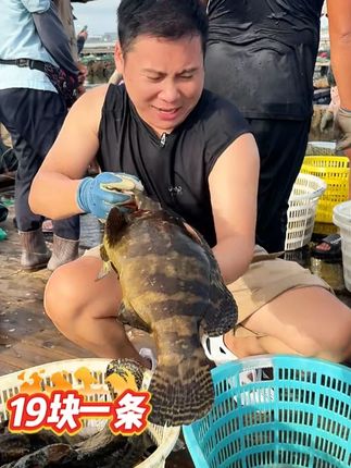 湛江龙胆石斑现在一条十几块了,你还吃什么淡水鱼?肉嫩刺少,味道鲜美! #海鲜 #石斑鱼