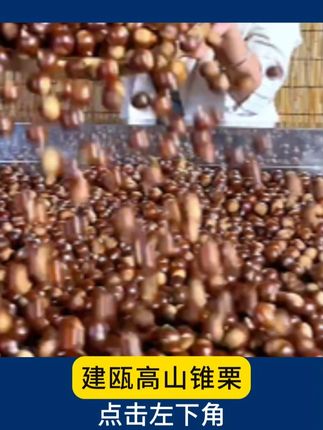 正宗新鲜高山建瓯锥栗,个大饱满,粉糯香甜! #建瓯锥栗 #锥栗 #板栗 #栗子