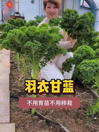 #羽衣甘蓝 #羽衣甘蓝种子 #羽衣甘蓝种植 #农业种植 #家庭种植