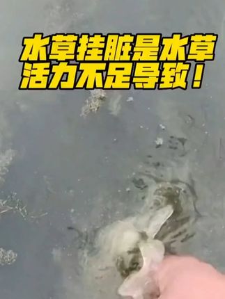 水草挂脏是水草活力不足导致