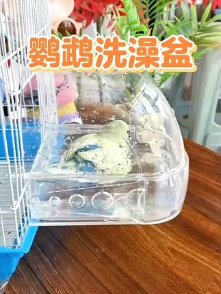 小鸟不洗澡浑身就难受!安上#小鸟洗澡盆 ,小鸟 就会自己钻进去洗澡,家里养鸟的都要给鸟宝备一个#鹦鹉  #好物推荐🔥  #居家好物