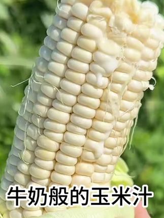 吃过一次就爱上的牛奶玉米! 怎么会有玉米汁香的像牛奶一样啊!!这我真是吃一次就被征服了。 不爱吃蔬菜的小朋友也会爱上的牛奶玉米~ #玉米 #玉米🌽 #农产品 #新鲜甜糯玉米 #燕窝雪糯玉米