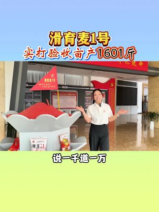 滑育麦1号种地大户首选好品种 #河南滑丰种业 #高产小麦 #滑育麦1号 #热点 #抖音助农