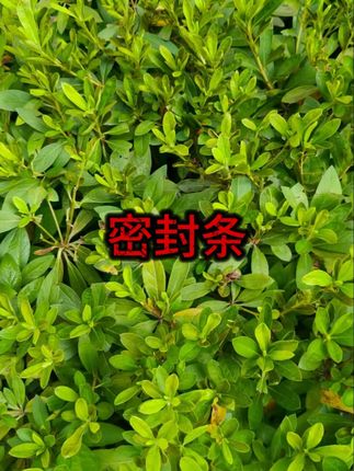 #汽车配件 #密封条 #防尘处理