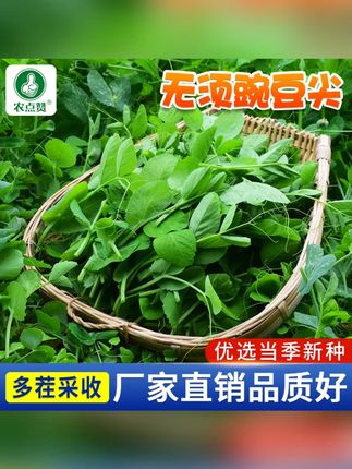 豌豆尖种子四季种植无须豌豆苗培土培阳台盆栽龙须荷兰豆种籽蔬菜 #豌豆尖种子四季可种植 #豌豆尖种子 #豌豆尖种子四季可种植 #豌豆尖种植方法 #豌豆尖