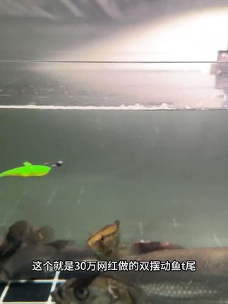 全新力作双摆鱼! 一款泳姿完全模拟真实小鱼的T尾,去年8月份开始有想法去做,之后测试了近一年,浮水版和沉水版,最终上市#双摆鱼 #路亚软饵 #路亚T尾