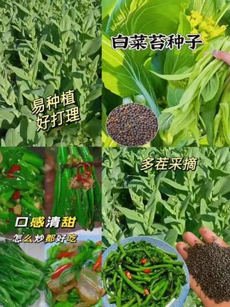 奶油白菜苔种子