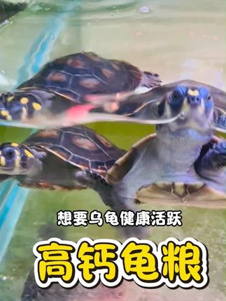 乌龟通用型高钙龟粮,能满足龟龟的营养日常需求 #高钙龟粮 #龟粮 #幼龟 #幼龟开口粮 #乌龟喂食