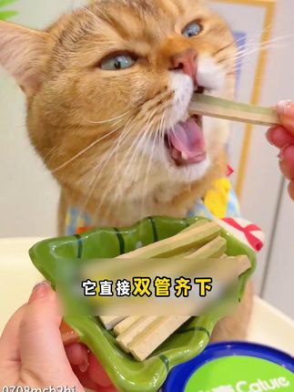 告别种草的烦恼,享受猫咪大快朵颐的快乐!毛球?拜拜了您嘞!#小壳 #猫草pro冻干
