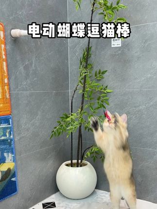 仿真蝴蝶真的能激发猫咪捕猎天性 #逗猫棒 #逗猫神器 #猫玩具