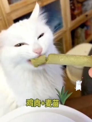 猫咪每天都在吃的酥酥脆脆的猫草磨牙棒原来配料比我脸都干净!只有肉肉和猫草,不仅长肉发腮还可以磨牙洁齿# 新手养猫#萌宠好物 #萌宠出道计划 #猫咪 #干饭最积极的小猫 #吃货猫