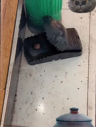 上一秒还在撒欢 下一秒就被夹住了