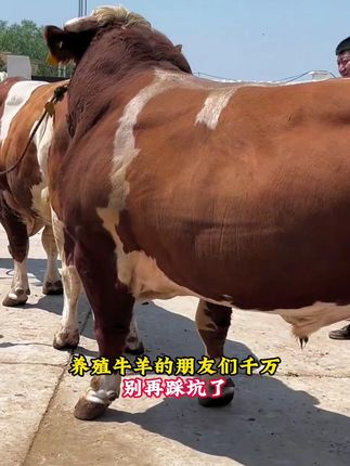 #牧饲康开胃王#选择牧饲康大品牌让你养殖更放心#养牛人不容易 #牧饲康开胃王#选择牧饲康大品牌让你养殖更放心#养牛人不容易