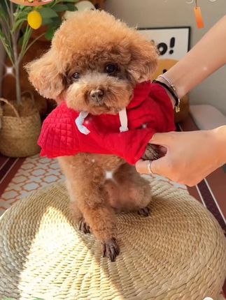 我爱我的小狗,每次看到好看的衣服我都控制不住给它买回来,看它干净漂亮的样子,比自己买新衣服都开心!#萌宠 #狗狗 #宠物衣服