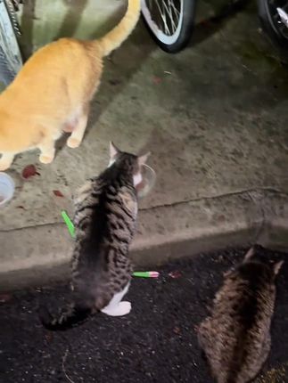 好适嘉主食罐头170克大罐OMG #猫罐头# 猫罐头推荐 #主食罐#萌宠好物# 新手养猫 @DOU+小助手 #好适嘉主食罐头170克大# 主食罐