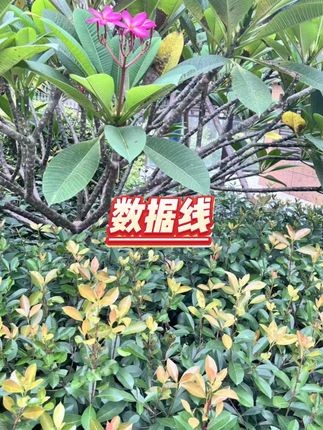 绿联6A快充数据线 #100W #华为安卓 #通用