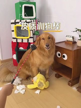 【奇妙妙】宠物训练拍狗狗手掌形训犬拍宠物训练用品#宠物训练 #训犬拍 #宠物用品 #狗狗训练工具 #宠物教育